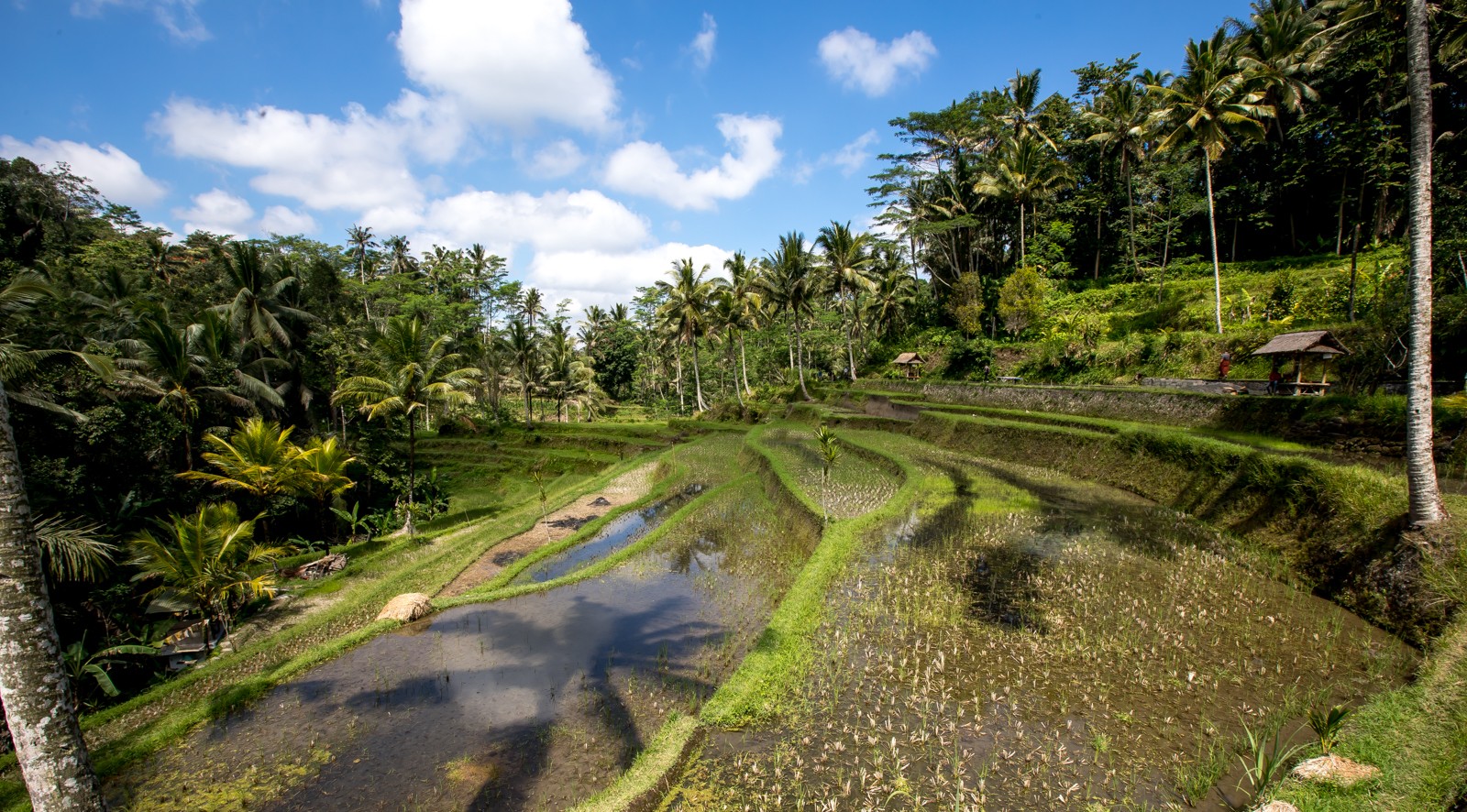 Bali - rýžová pole - Ladislav Hanousek, Indonésie
