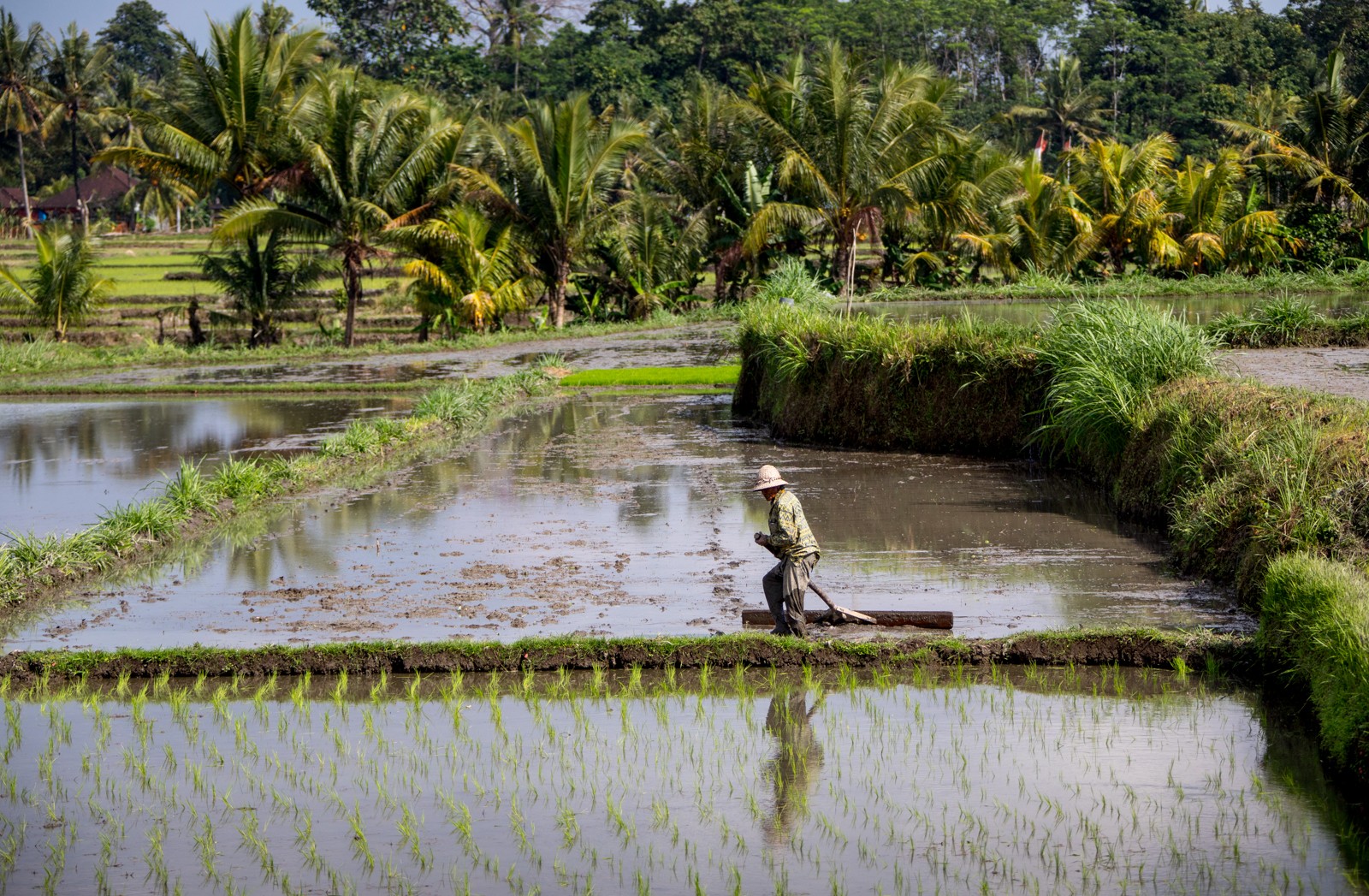 Rýžová pole - z našeho pohledu práce obtížná, celý den ve vodě a bahně... - Ladislav Hanousek, Indonésie