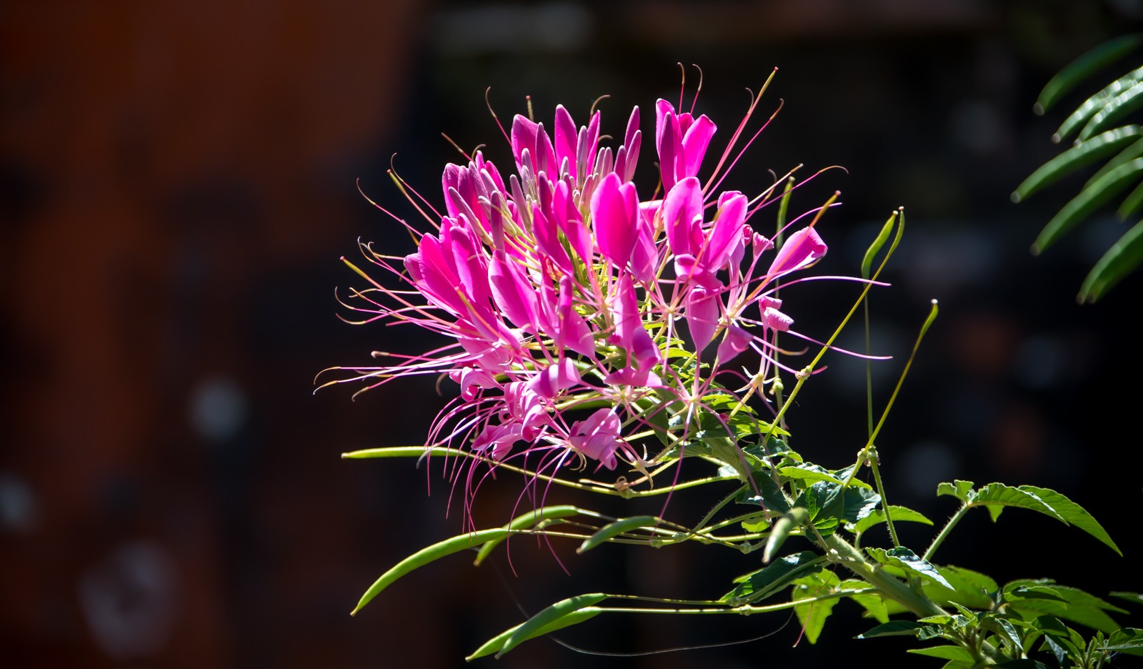 Indonesie - červenec - srpen 2019 - Ladislav Hanousek, Indonésie