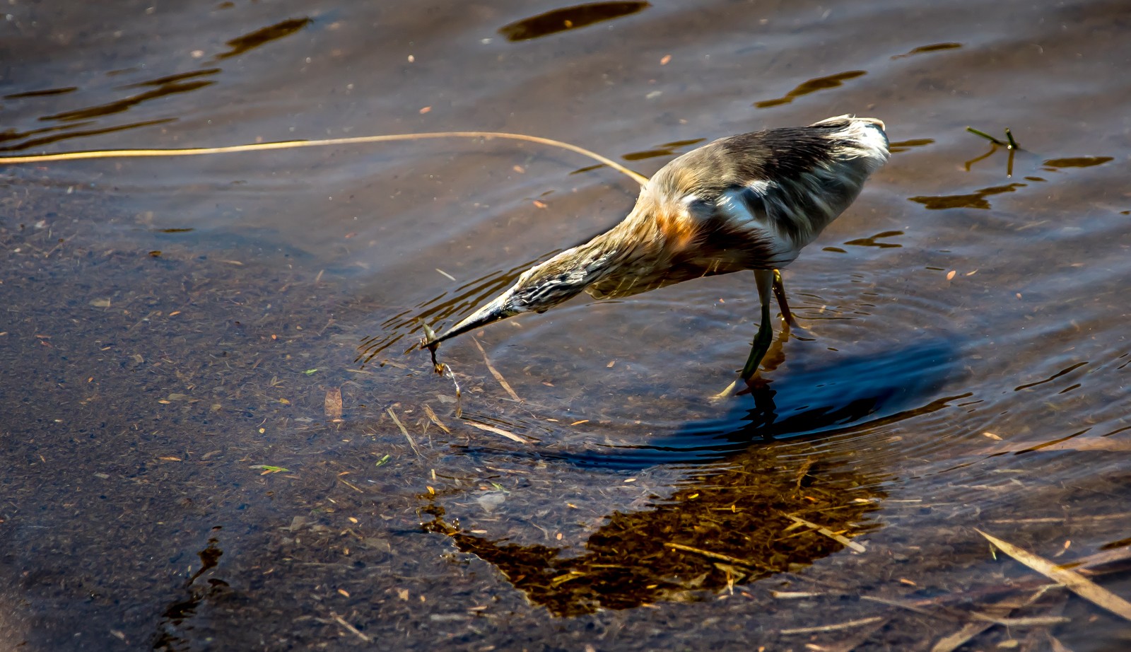 Indonesie - červenec - srpen 2019 - Ladislav Hanousek, Indonésie