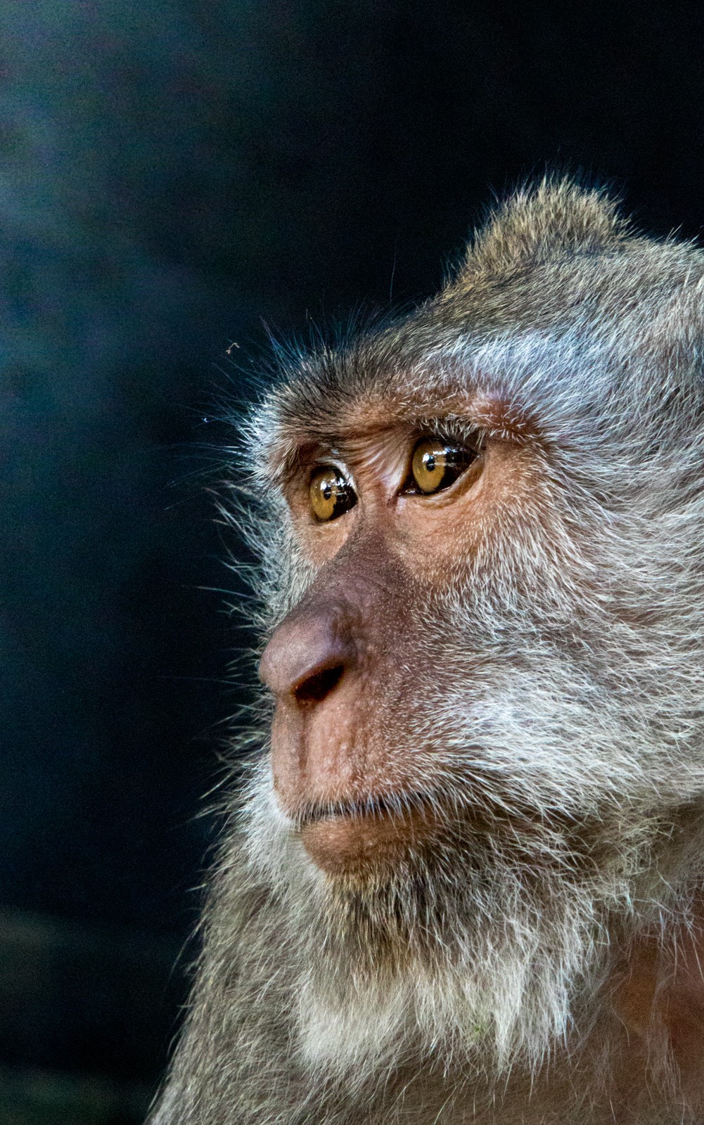 Bali - Opičí les Alas Kedaton - Ladislav Hanousek, Indonésie