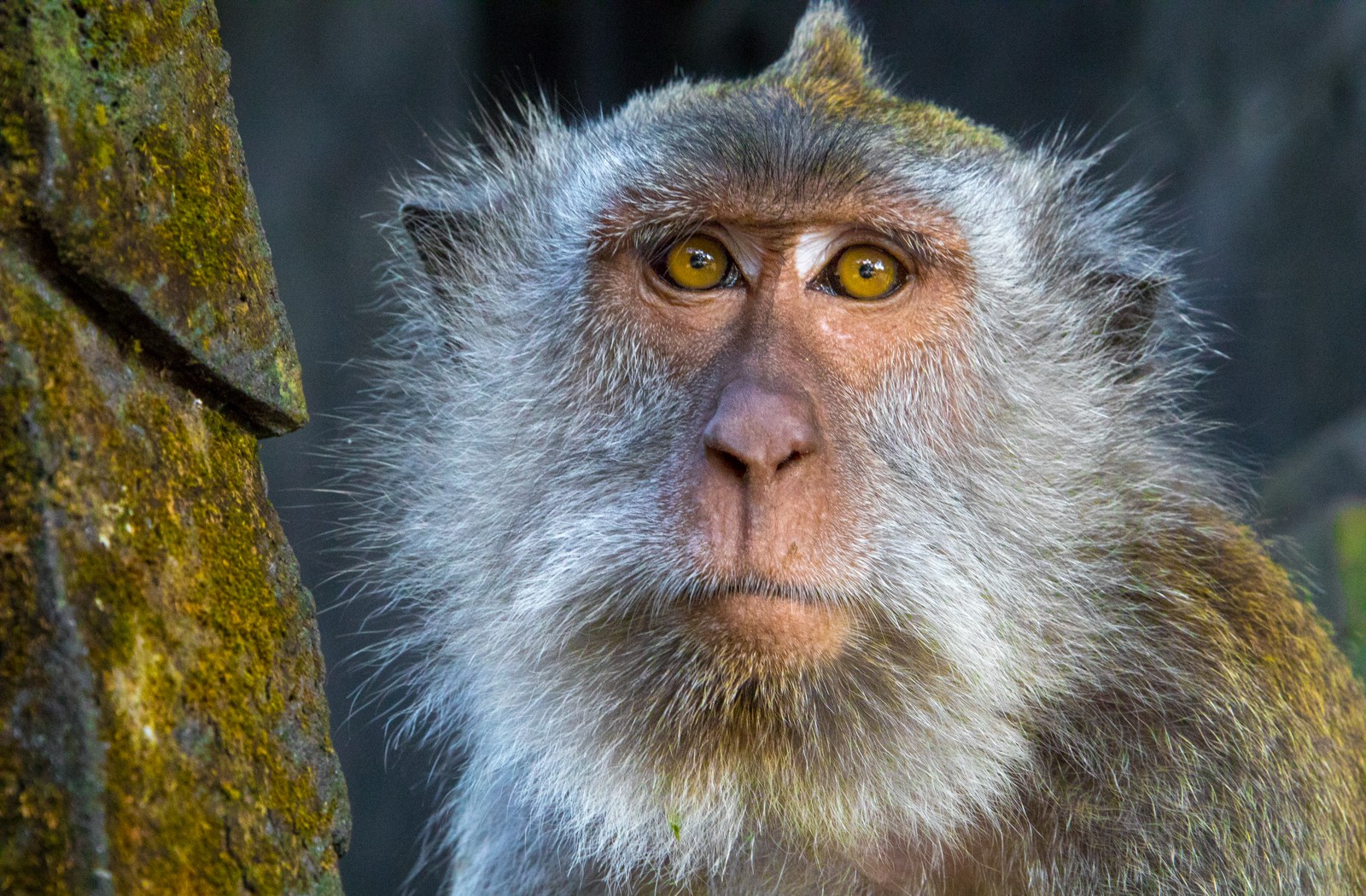 Bali - Opičí les Alas Kedaton - Ladislav Hanousek, Indonésie