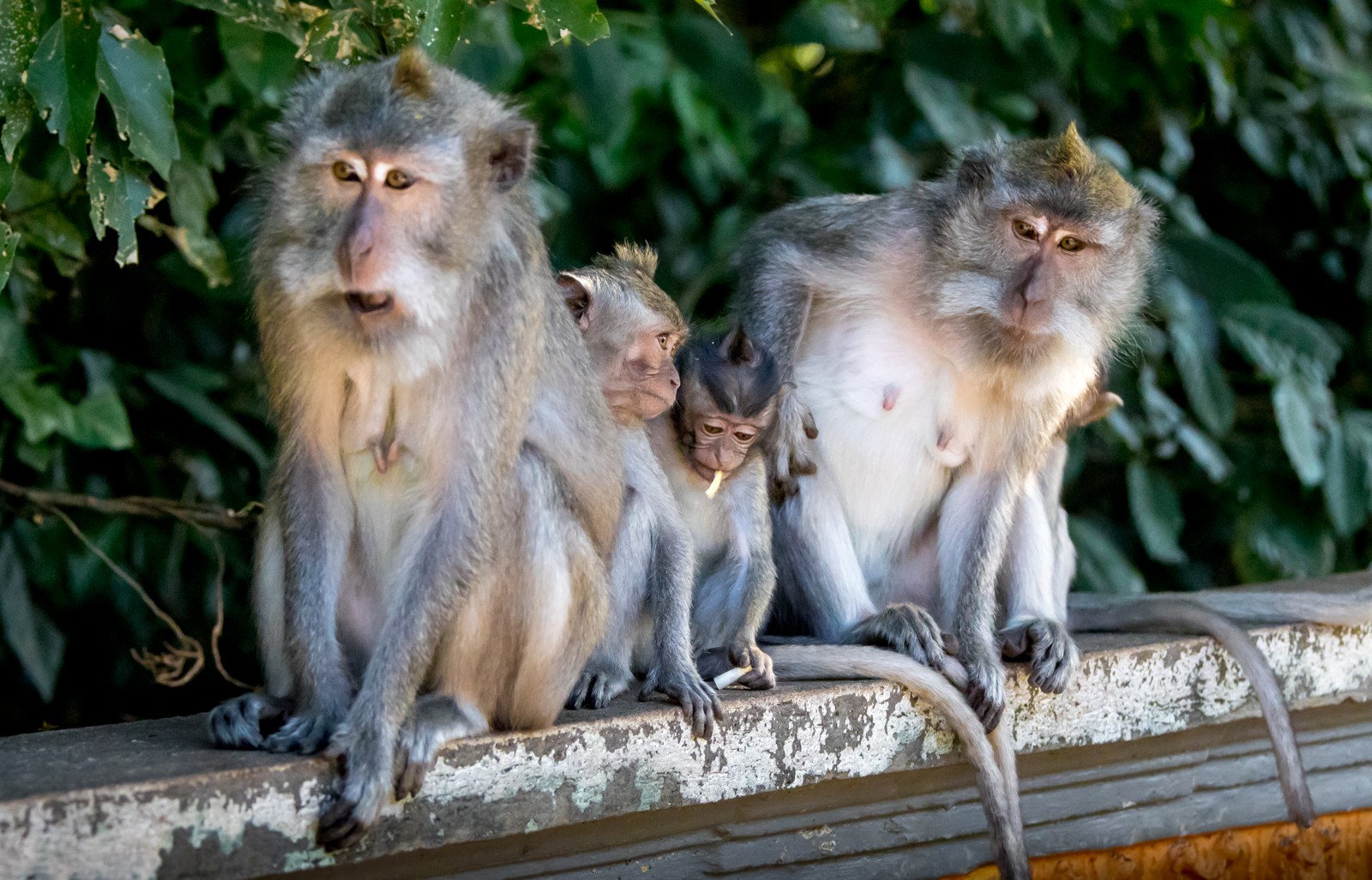 ..za zvířaty (Opičí les Alas Kedaton) - Ladislav Hanousek, Indonésie