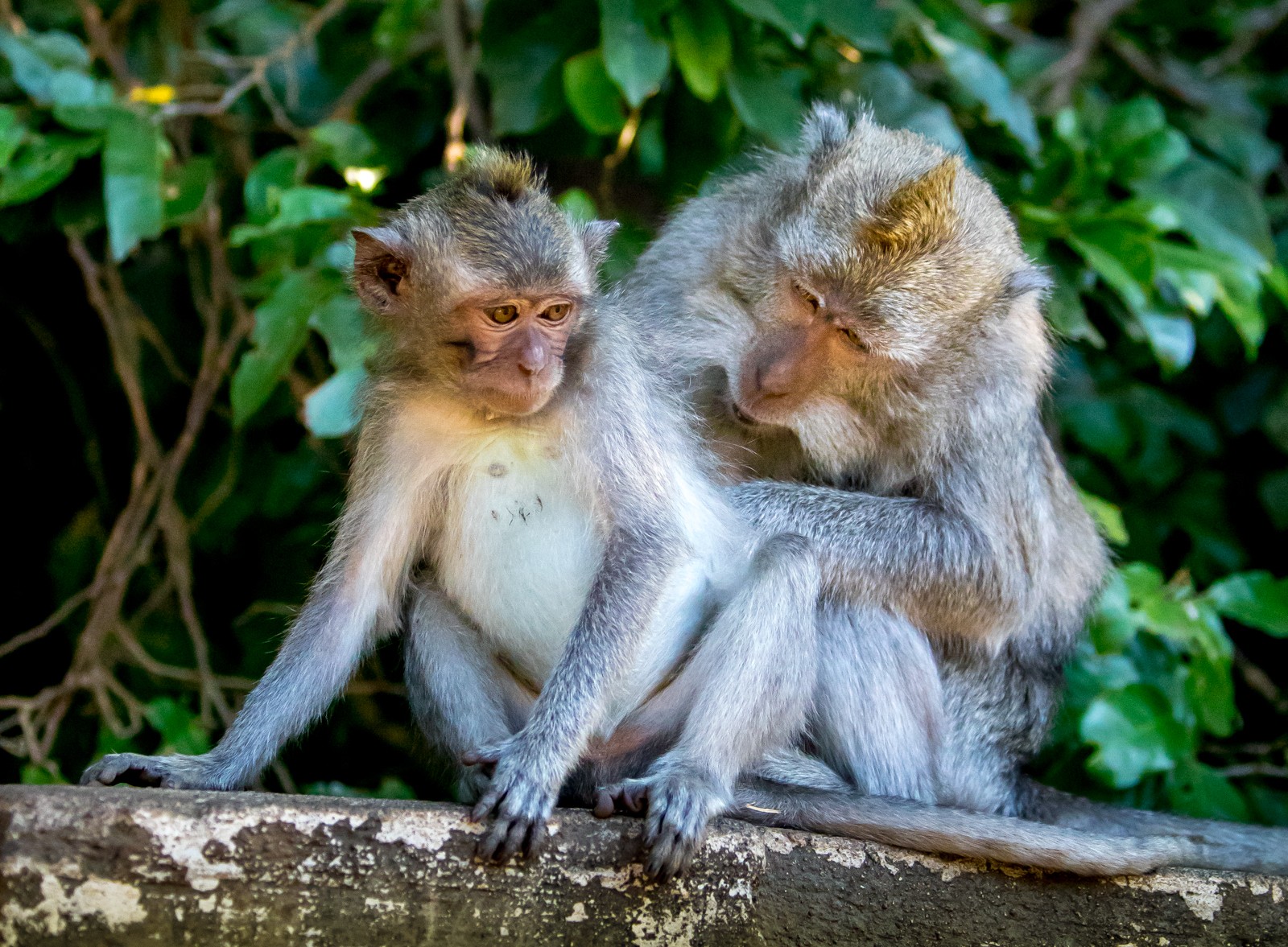 Bali - Makakové v Opičím lese Alas Kedaton - Ladislav Hanousek, Indonésie