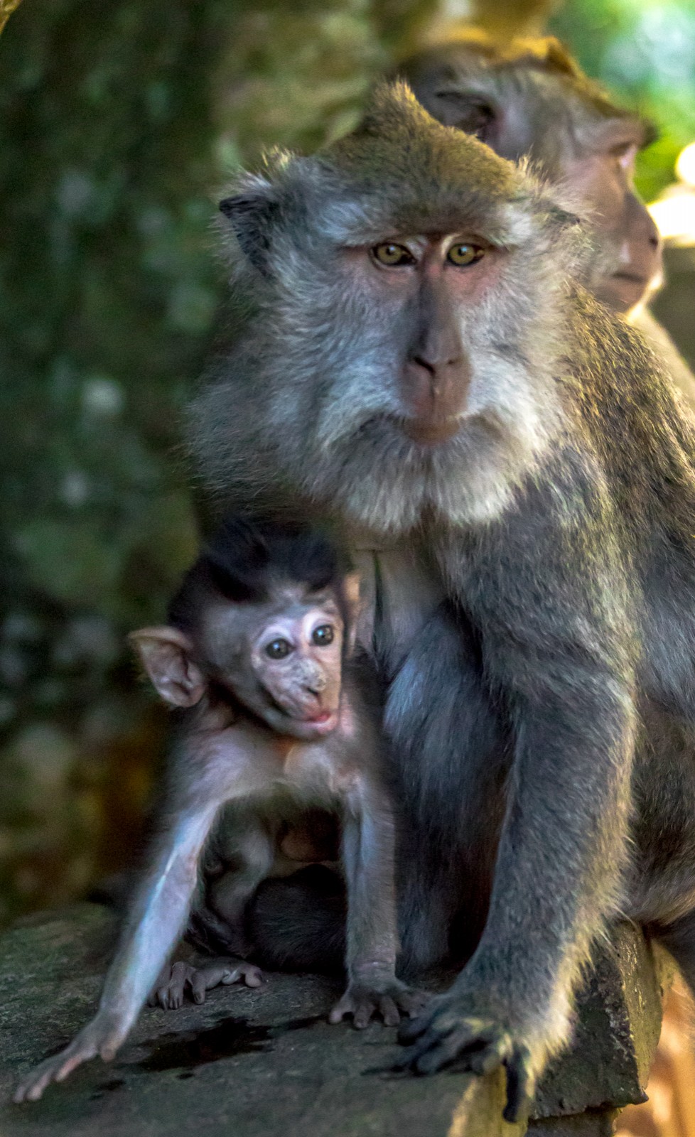 Bali - Opičí les Alas Kedaton - Ladislav Hanousek, Indonésie