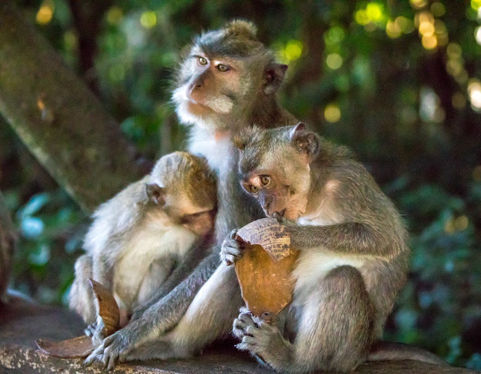 Bali - Opičí les Alas Kedaton - Ladislav Hanousek, Indonésie