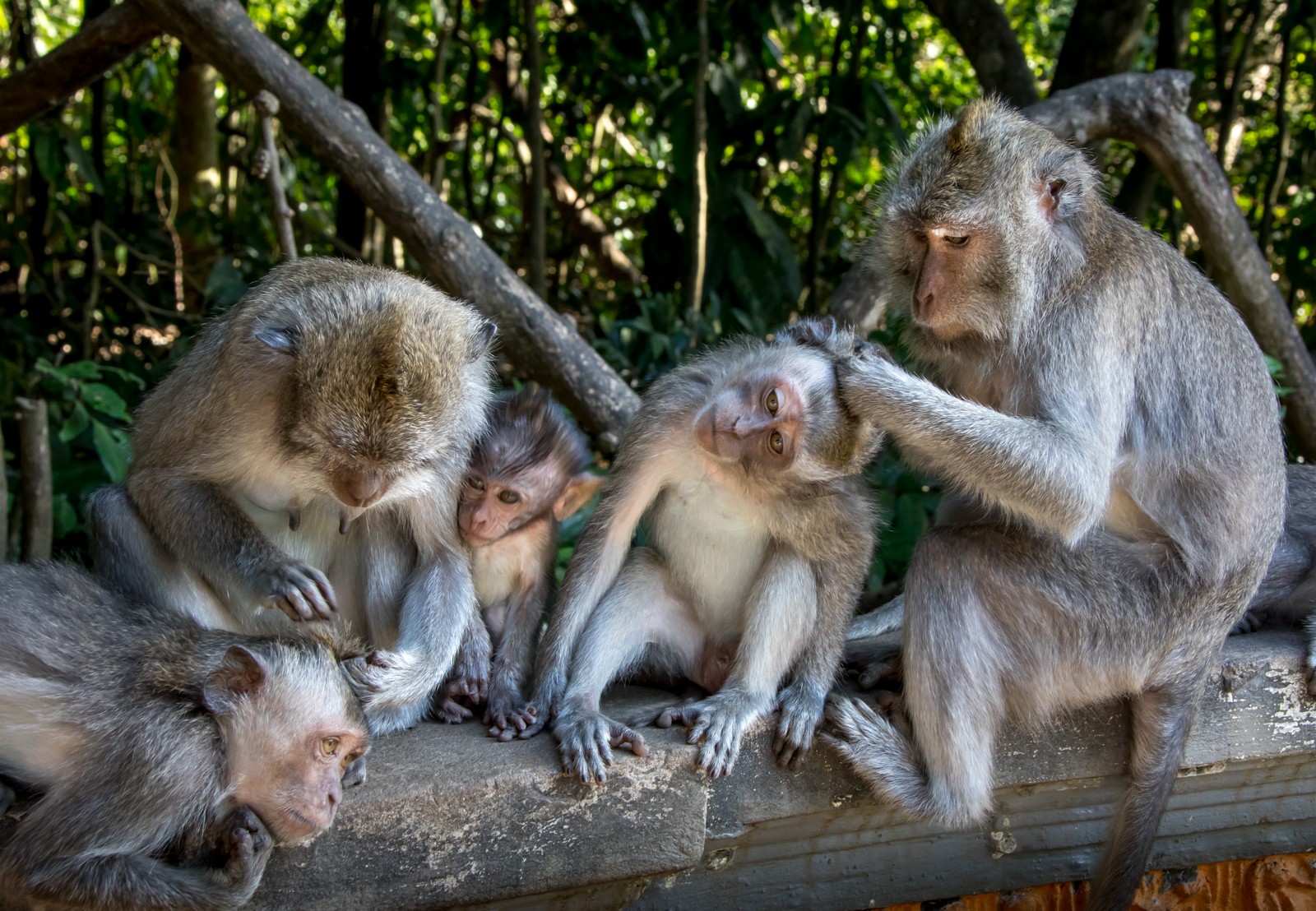 Bali - Opičí les Alas Kedaton - Ladislav Hanousek, Indonésie