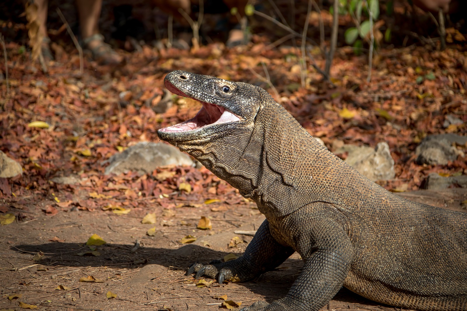 Varan z ostrova Komodo. Dříve se soudilo, že kousnutí varanem způsobí sepsi a úhyn oběti v důsledku virulentních bakterií ve slinách varana. Podle posledních výzkumů s pomocí magnetické rezonance se ukázalo, že varani mají v dolní čelisti malé, ale nebezpečné jedové žlázy. I velký živočich (například buvol) reaguje na jed letargií a postupným úhynem. Varanovi ho stačí po kousnutí jen sledovat. - Ladislav Hanousek, Indonésie