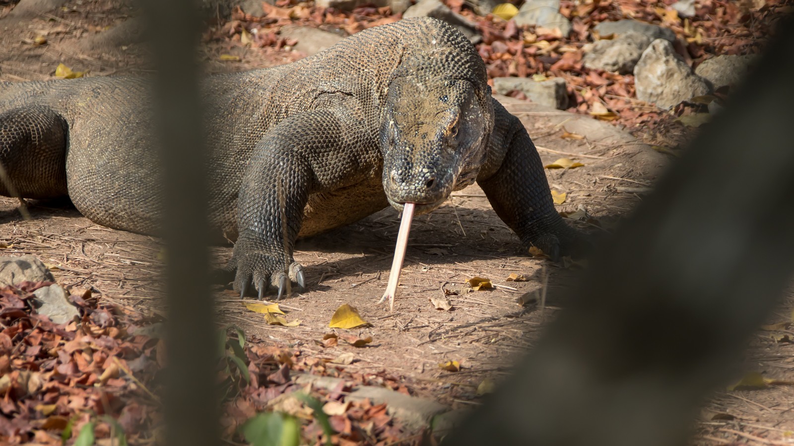 Indonesie - červenec - srpen 2019 - Ladislav Hanousek, Indonésie