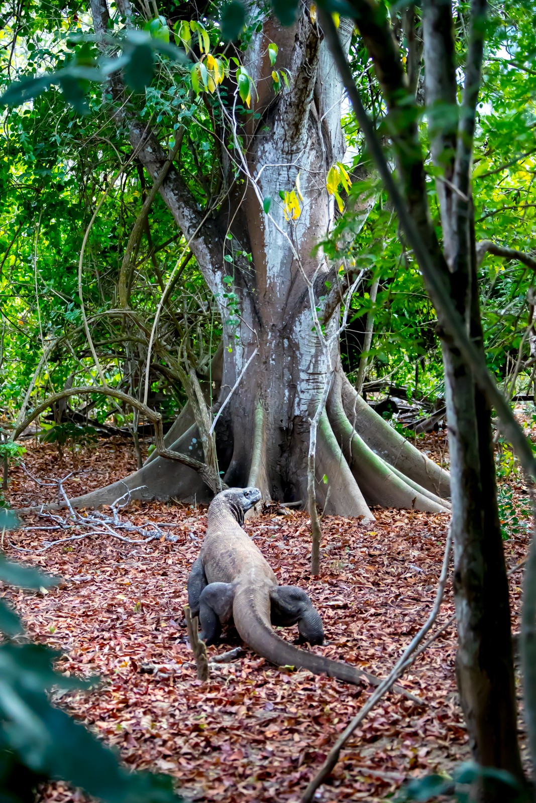 Indonesie - červenec - srpen 2019 - Ladislav Hanousek, Indonésie