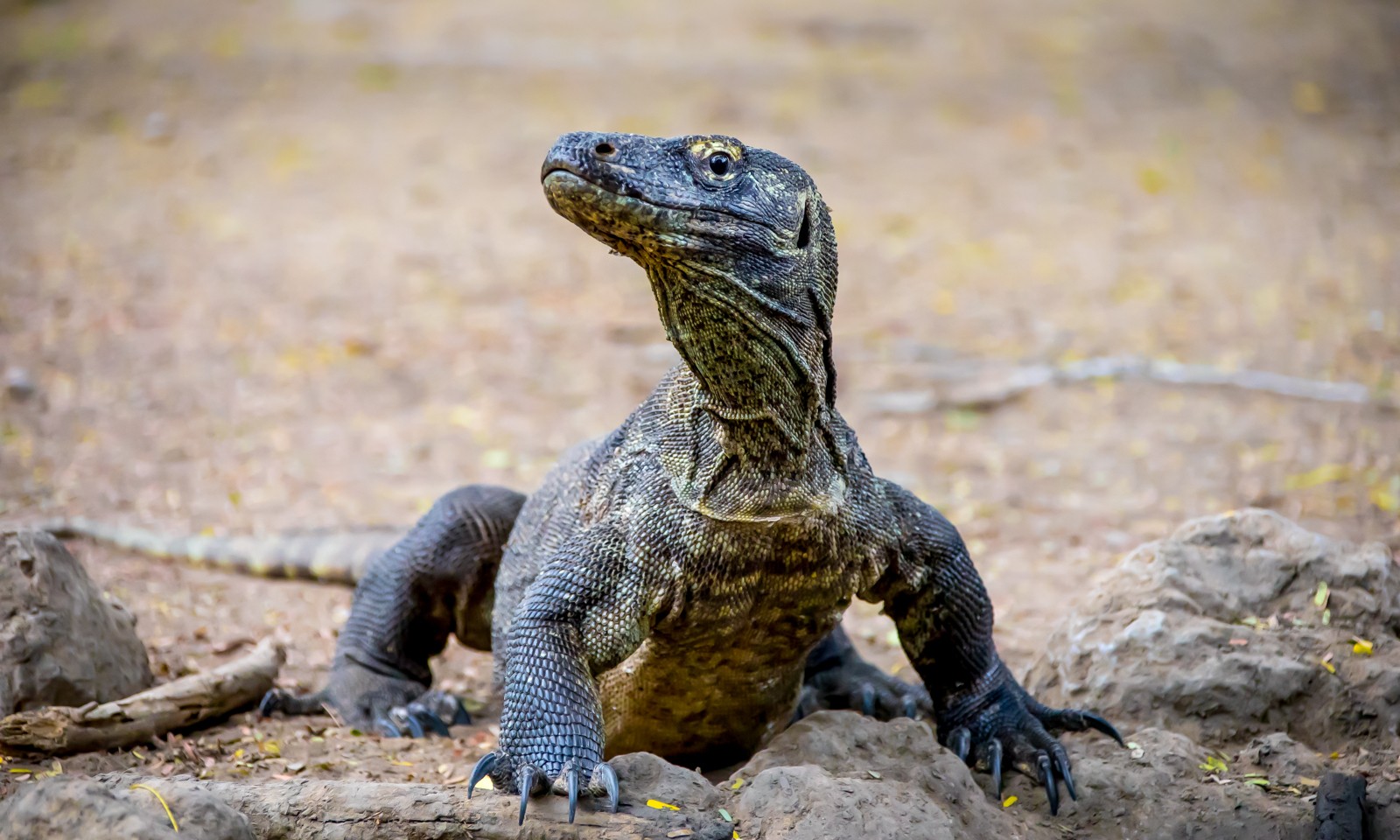 .. za varany na ostrov Komodo.. - Ladislav Hanousek, Indonésie