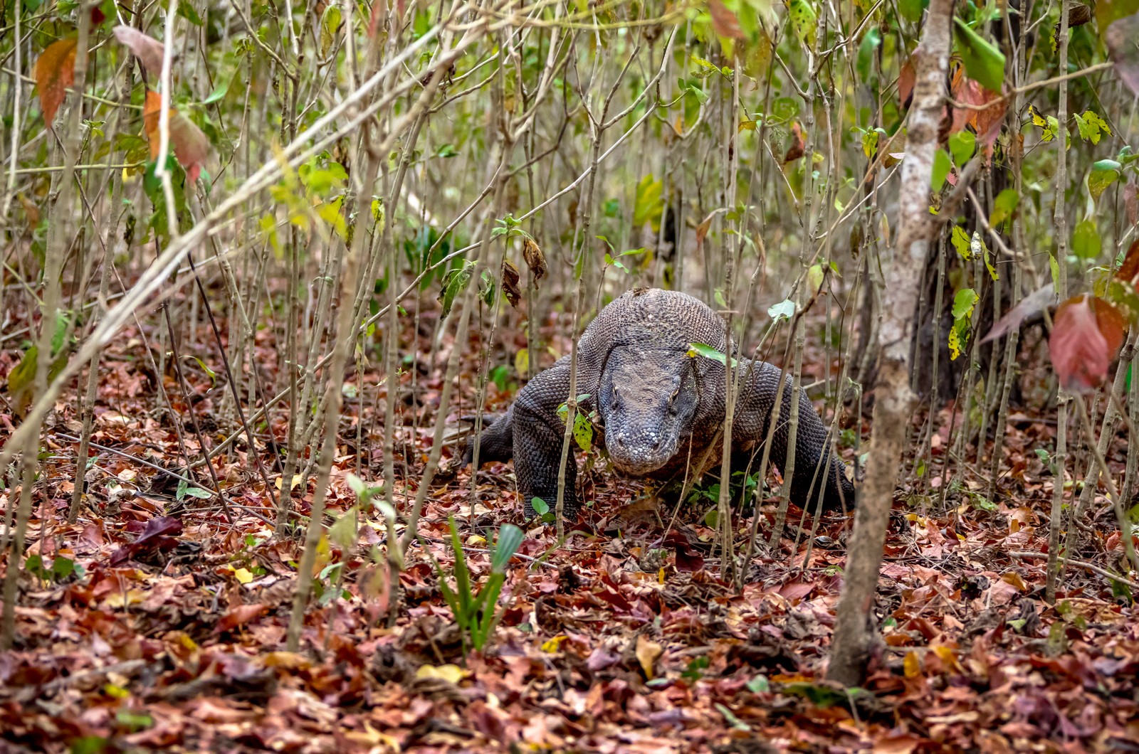 Indonesie - červenec - srpen 2019 - Ladislav Hanousek, Indonésie