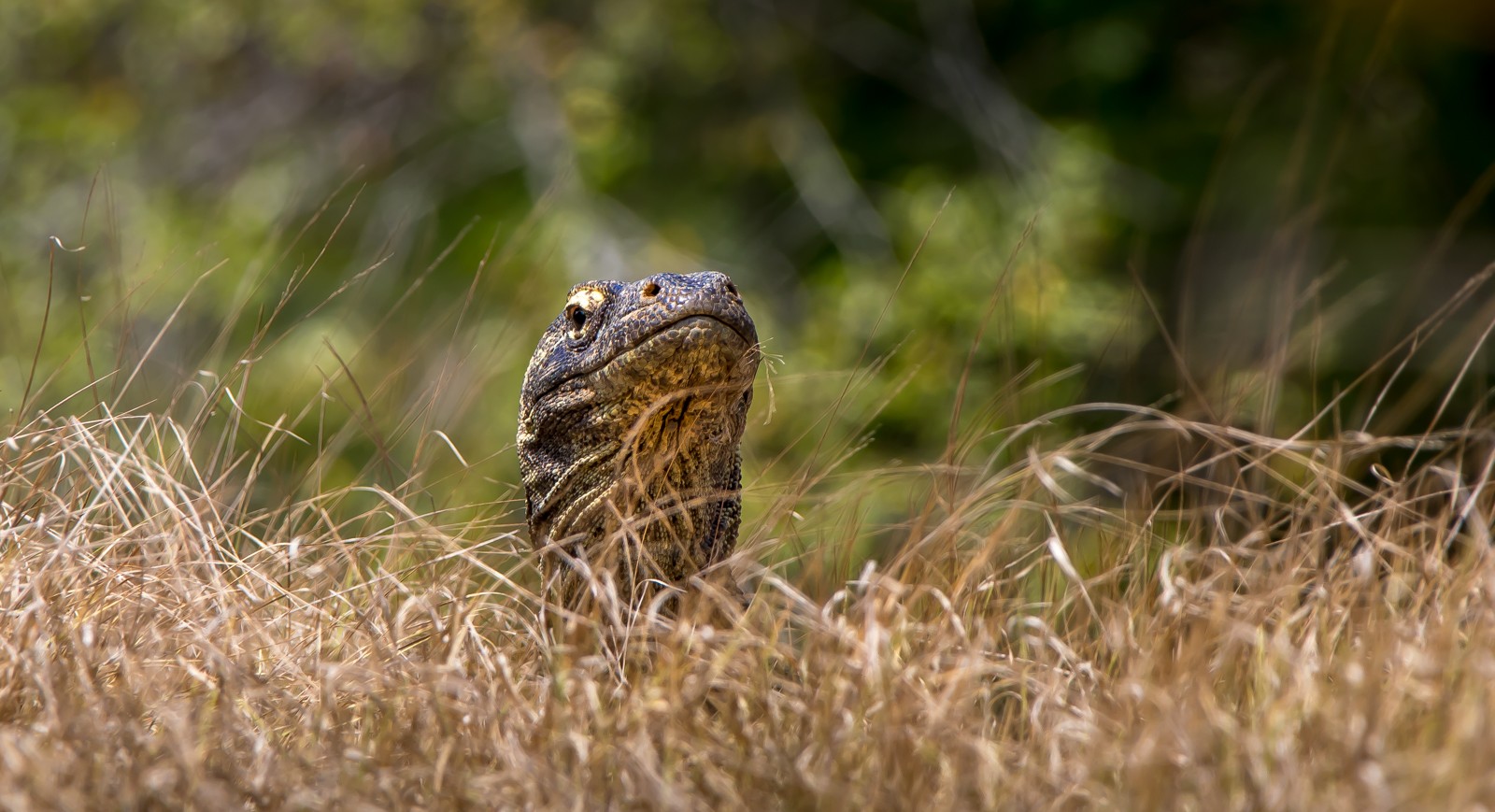 Indonesie - červenec - srpen 2019 - Ladislav Hanousek, Indonésie