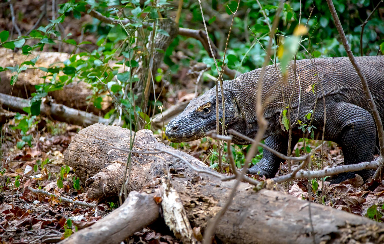 Indonesie - červenec - srpen 2019 - Ladislav Hanousek, Indonésie