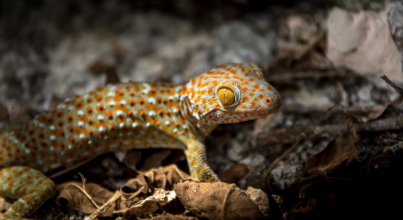 Indonesie - červenec - srpen 2019 - Ladislav Hanousek, Indonésie