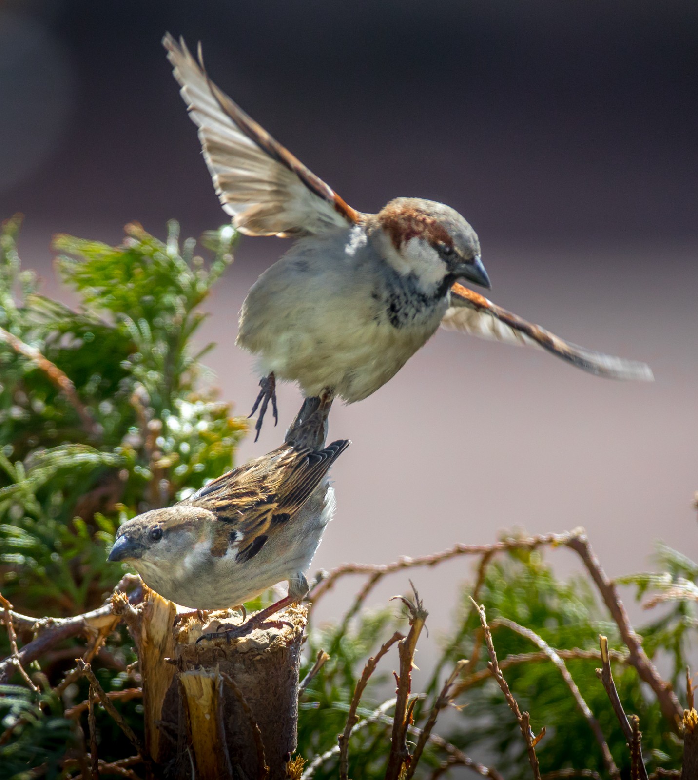 Ptáci v přírodě - Ladislav Hanousek, Ptáci v přírodě