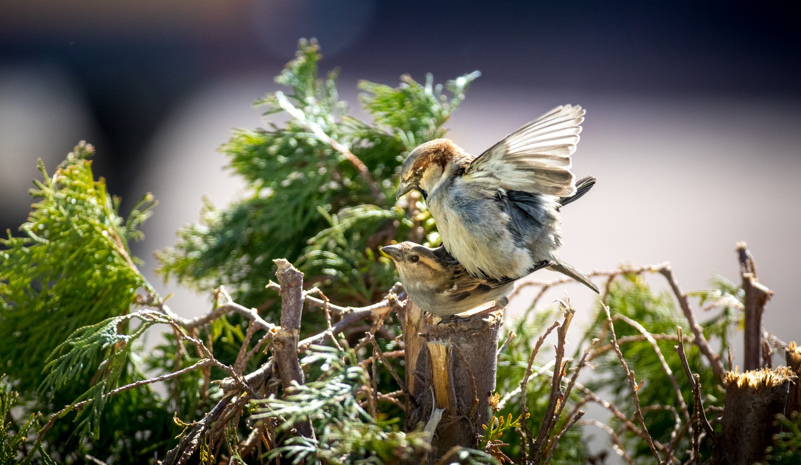 Ptáci v přírodě - Ladislav Hanousek, Ptáci v přírodě