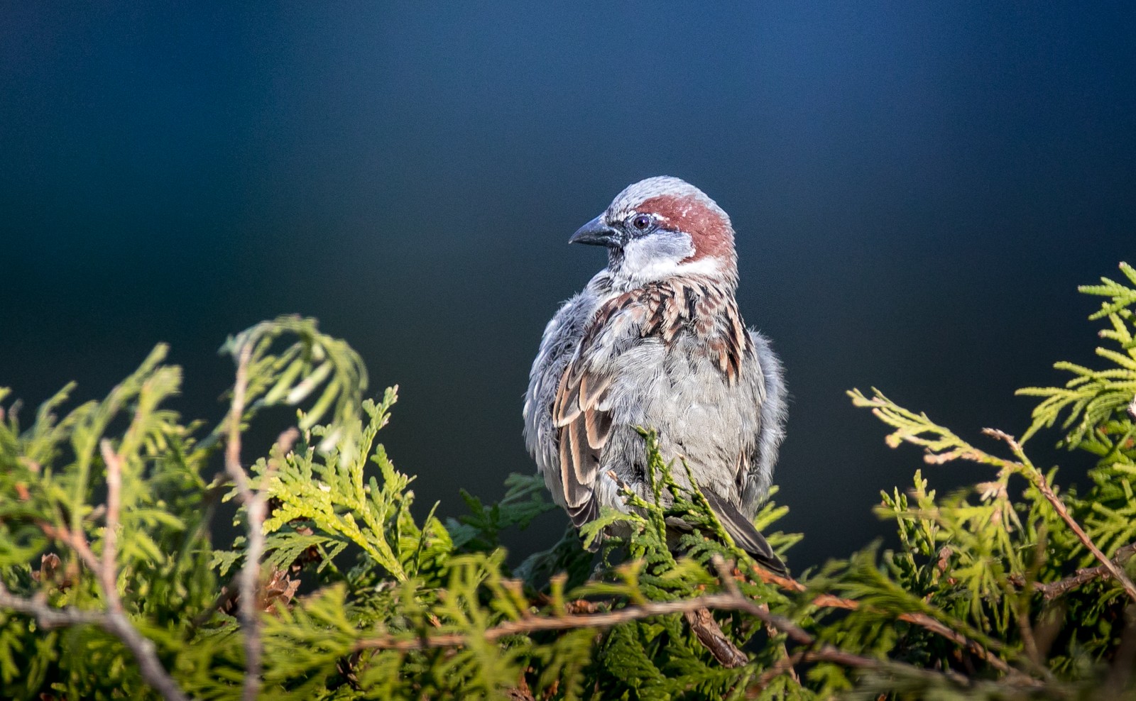 Ptáci v přírodě - Ladislav Hanousek, Ptáci v přírodě