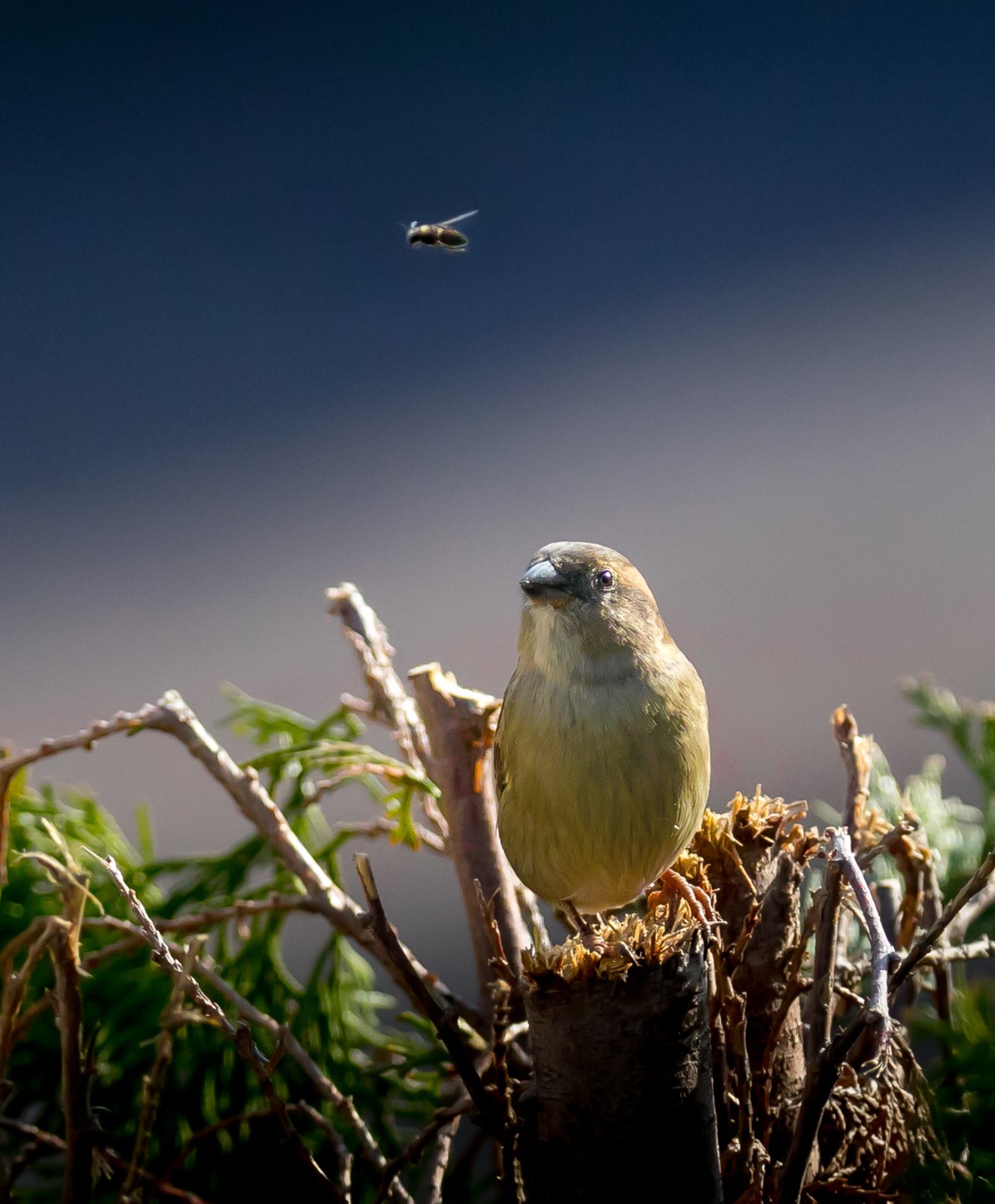 Ptáci v přírodě - Ladislav Hanousek, Ptáci v přírodě