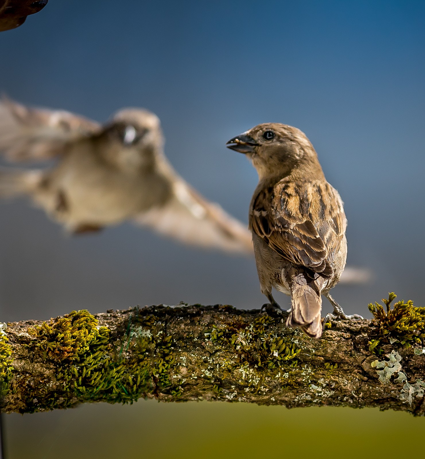 Ptáci v přírodě - Ladislav Hanousek, Ptáci v přírodě