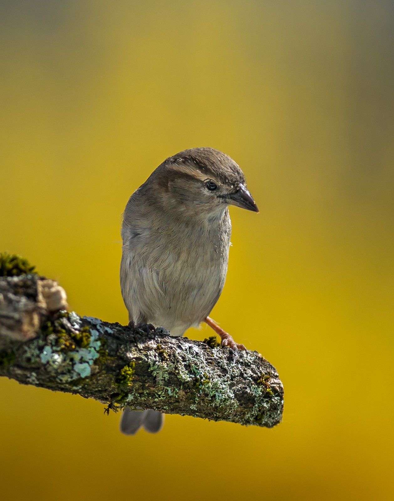 Ptáci v přírodě - Ladislav Hanousek, Ptáci v přírodě