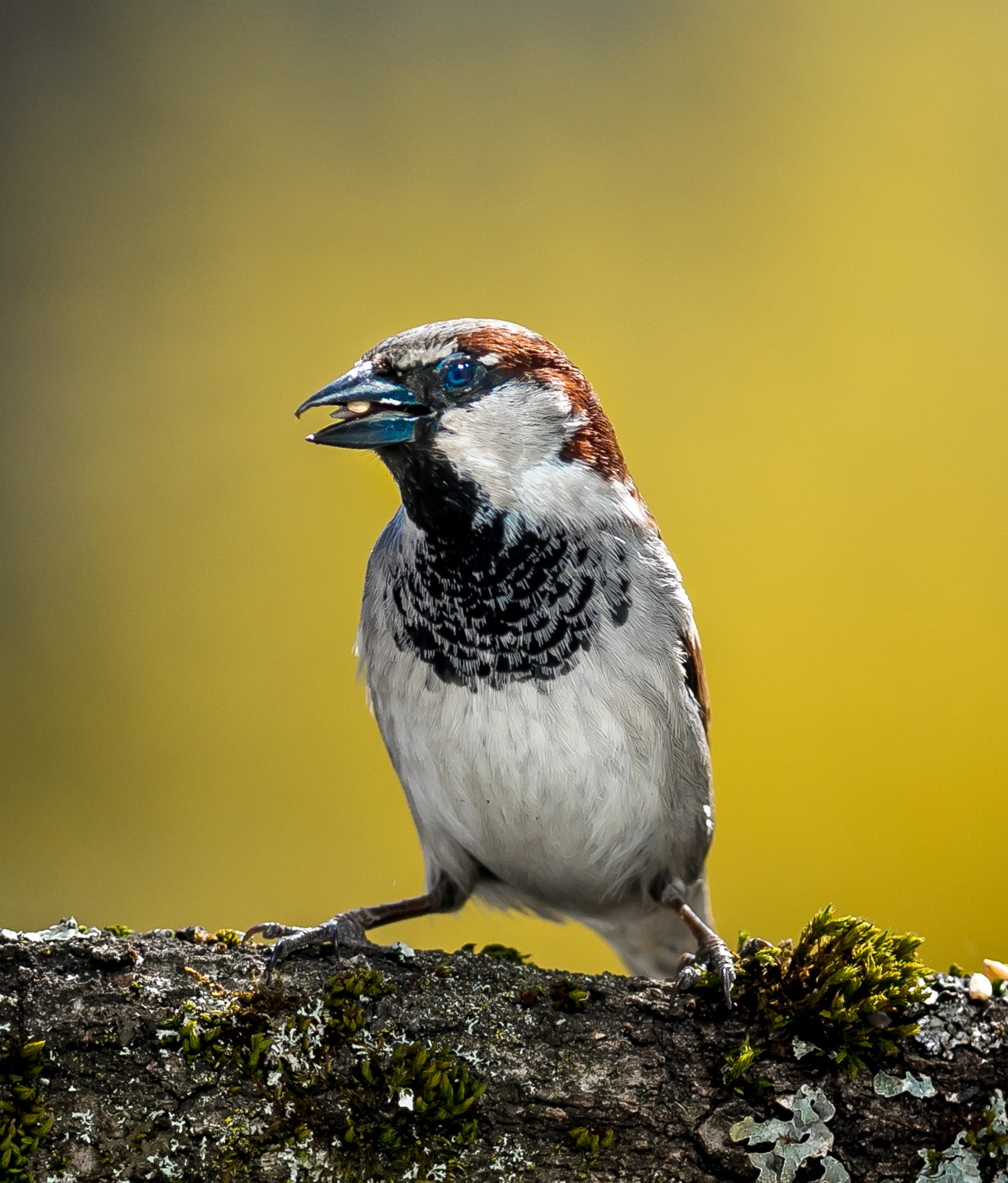 Ptáci v přírodě - Ladislav Hanousek, Ptáci v přírodě