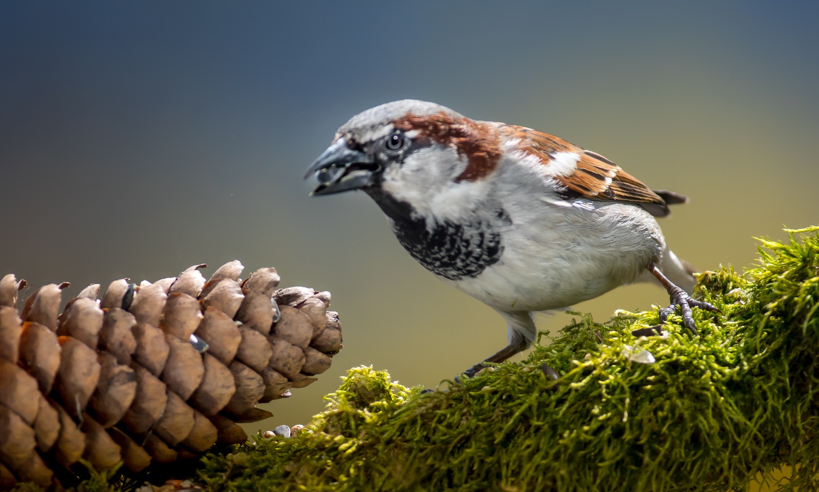  - Ladislav Hanousek, Ptáci v přírodě