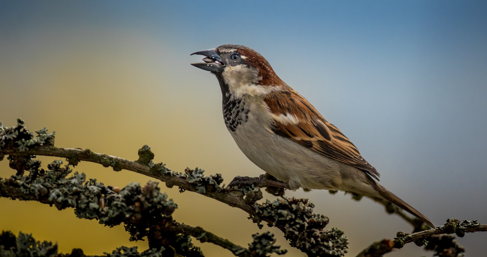 Ptáci v přírodě - Ladislav Hanousek, Ptáci v přírodě