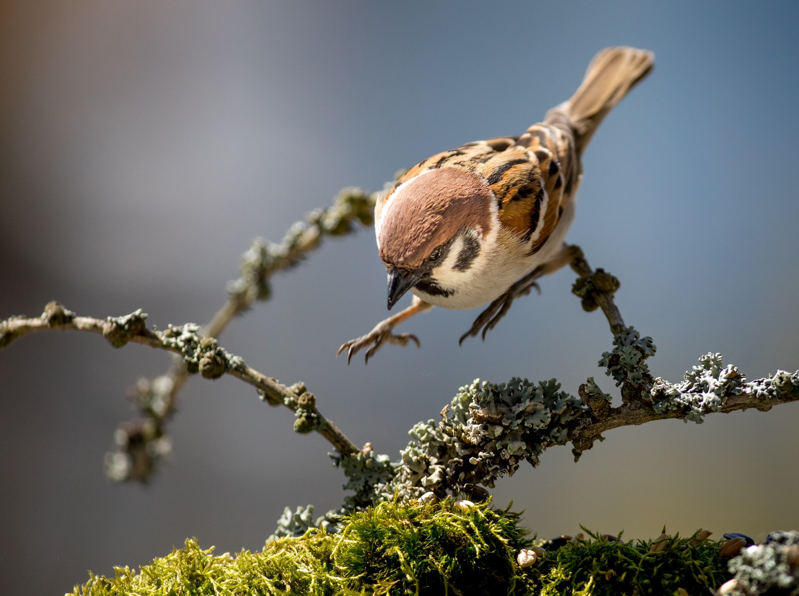 Ptáci v přírodě - Ladislav Hanousek, Ptáci v přírodě