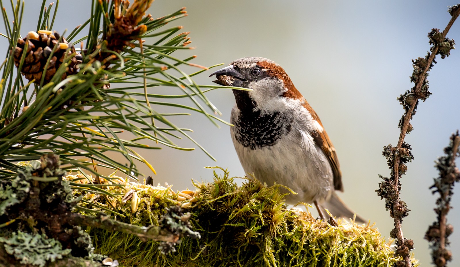 Ptáci v přírodě - Ladislav Hanousek, Ptáci v přírodě