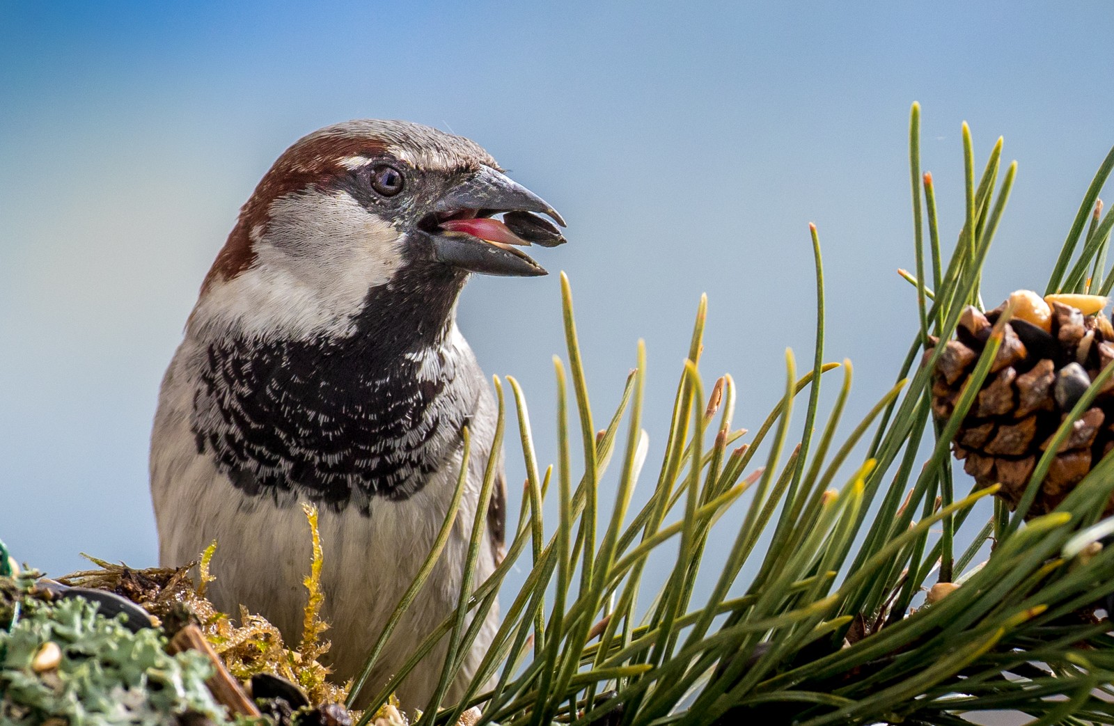 Ptáci v přírodě - Ladislav Hanousek, Ptáci v přírodě