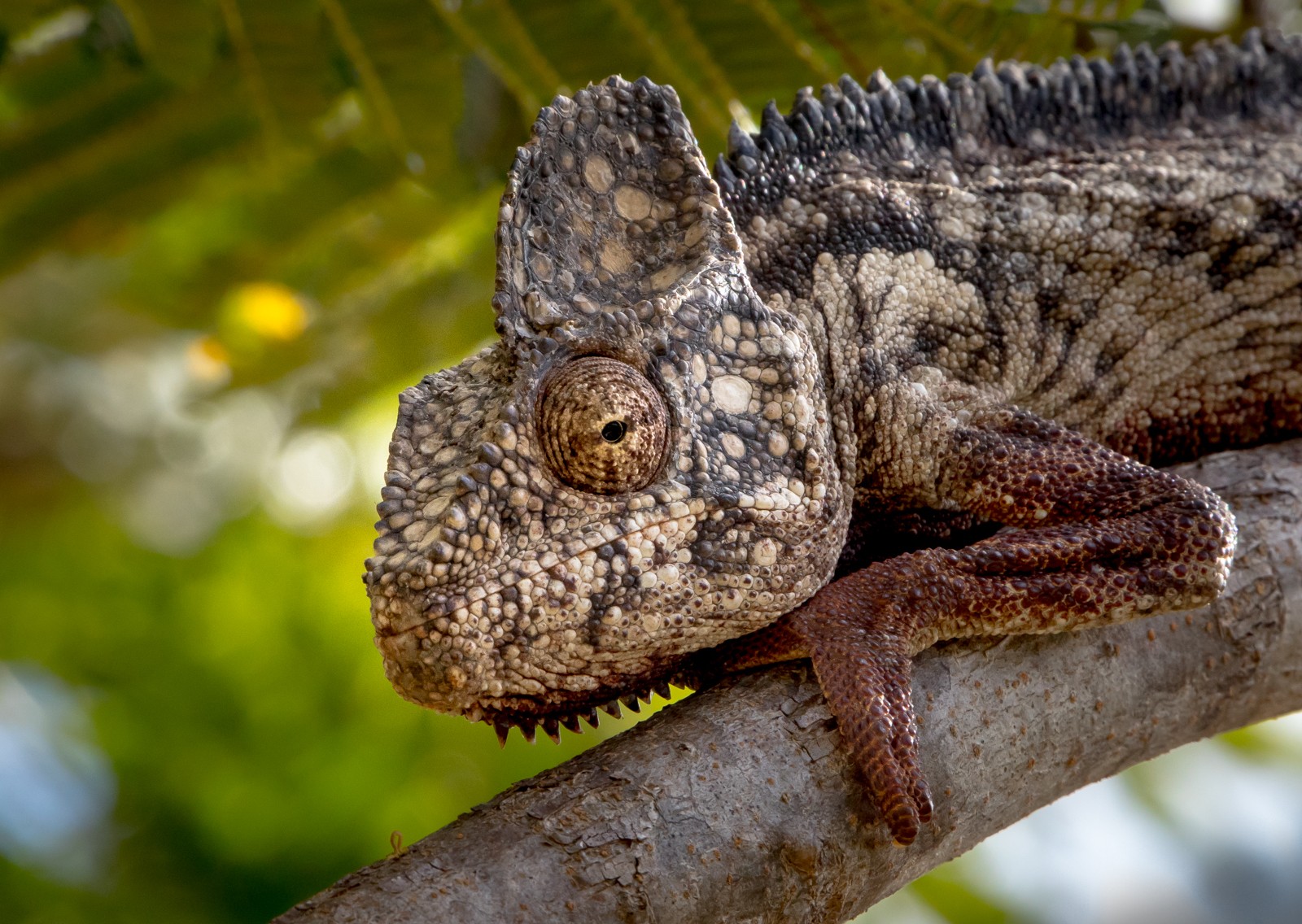  - Ladislav Hanousek, Madagaskar