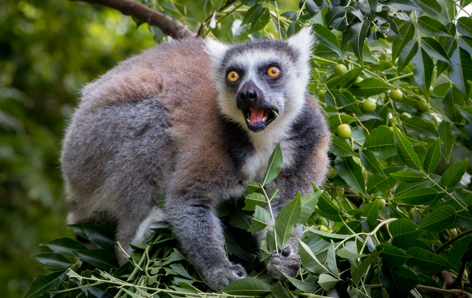  - Ladislav Hanousek, Madagaskar