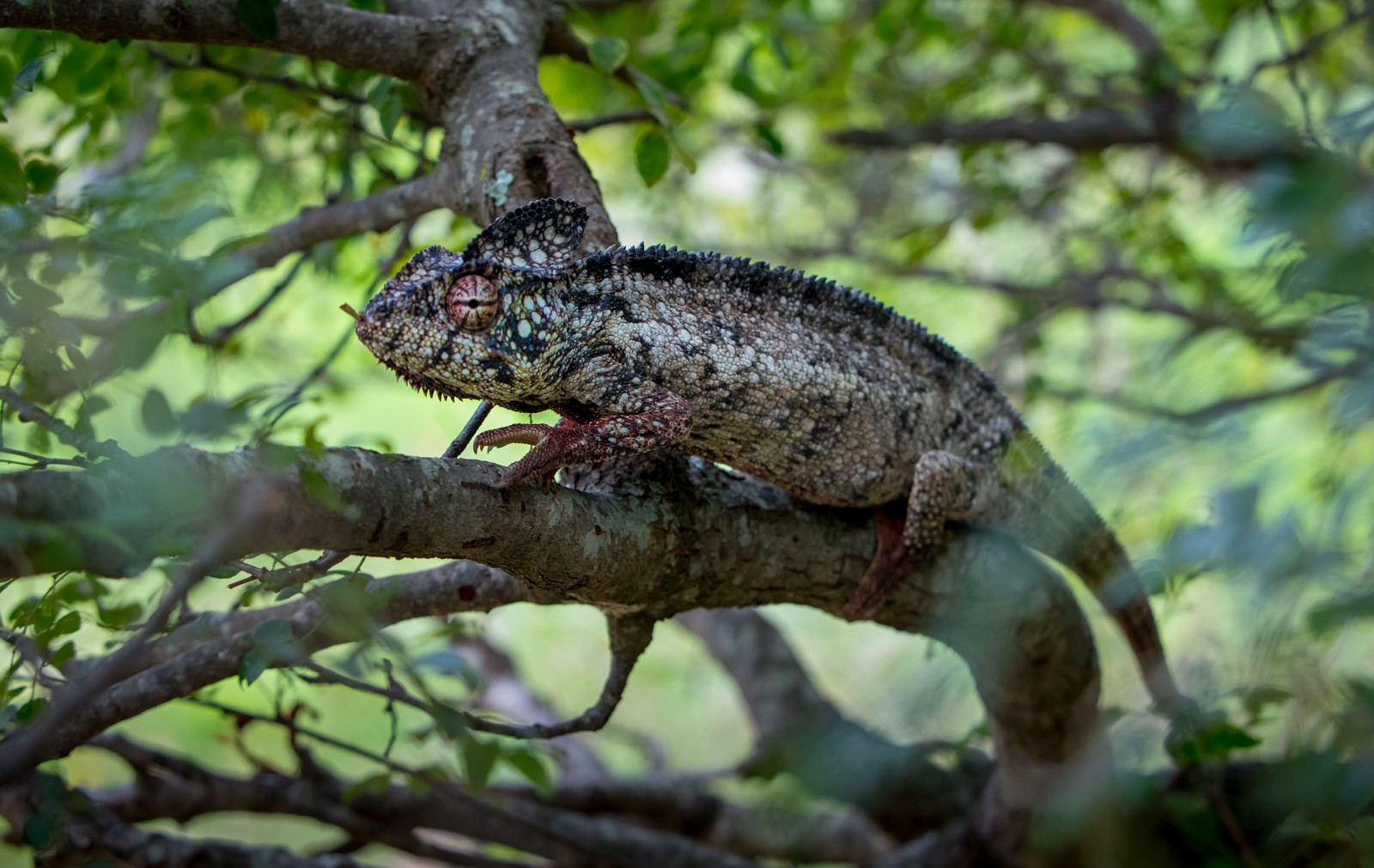  - Ladislav Hanousek, Madagaskar