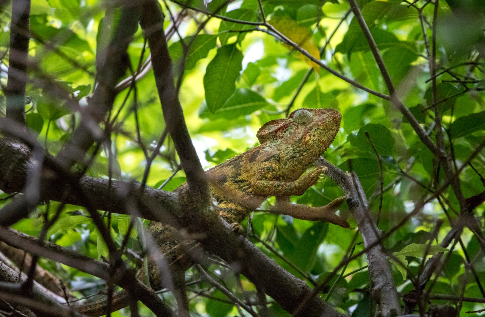  - Ladislav Hanousek, Madagaskar