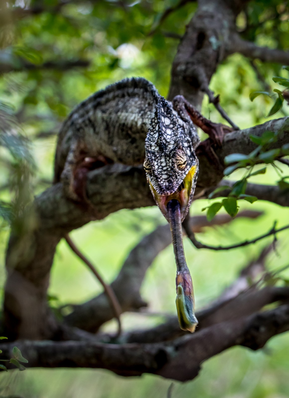  - Ladislav Hanousek, Madagaskar