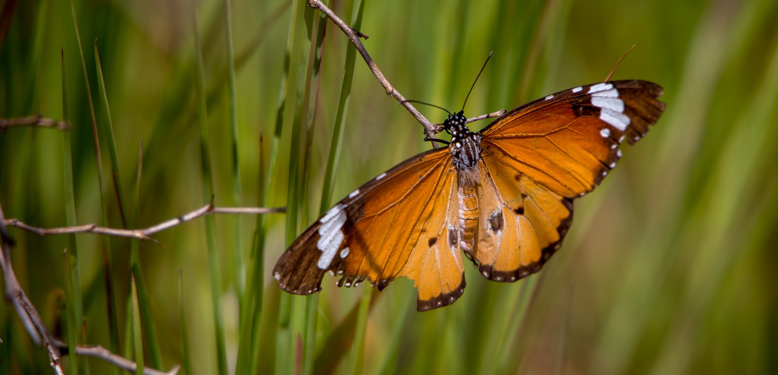  - Ladislav Hanousek, Madagaskar