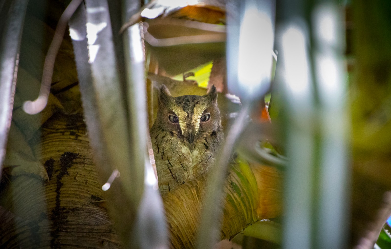  - Ladislav Hanousek, Madagaskar