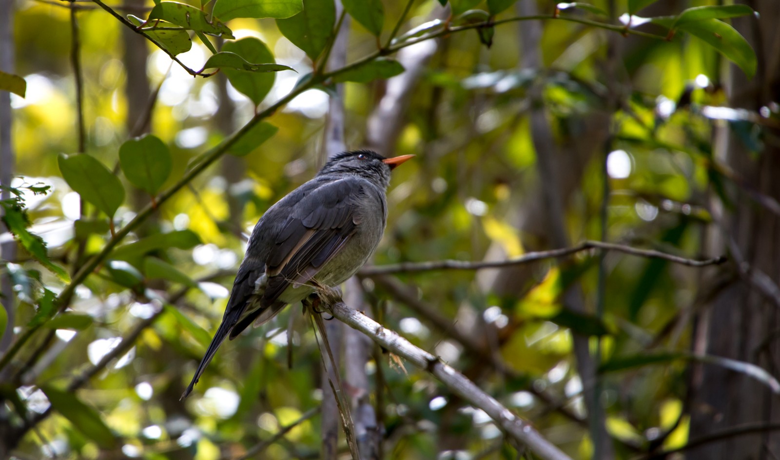  - Ladislav Hanousek, Madagaskar