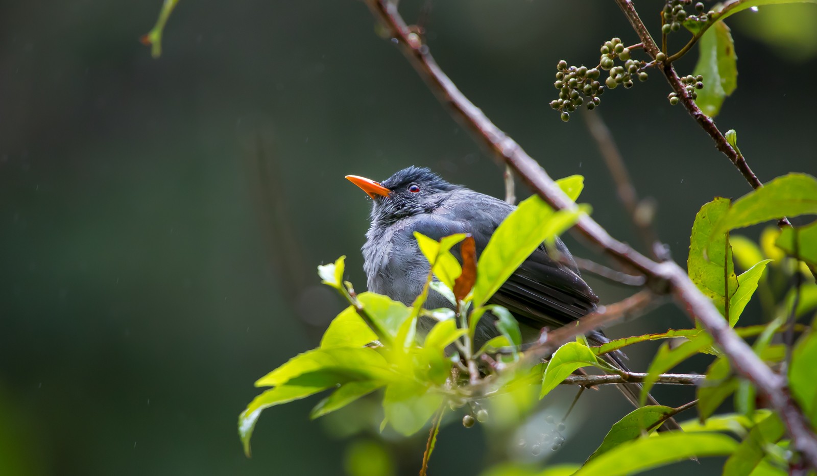  - Ladislav Hanousek, Madagaskar