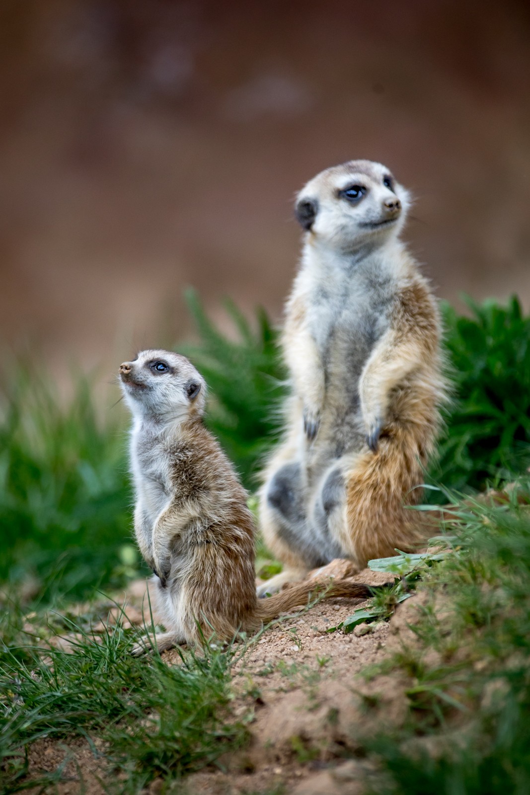ZOO Jihlava - Ladislav Hanousek, Čechy a Morava