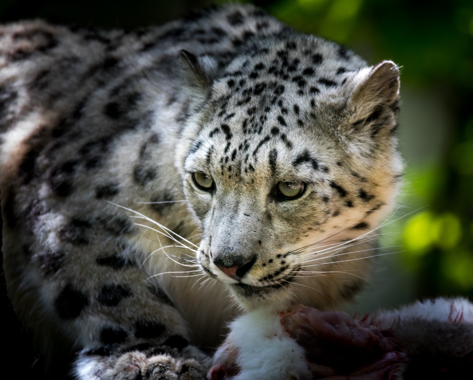 ZOO Jihlava - Ladislav Hanousek, Čechy a Morava