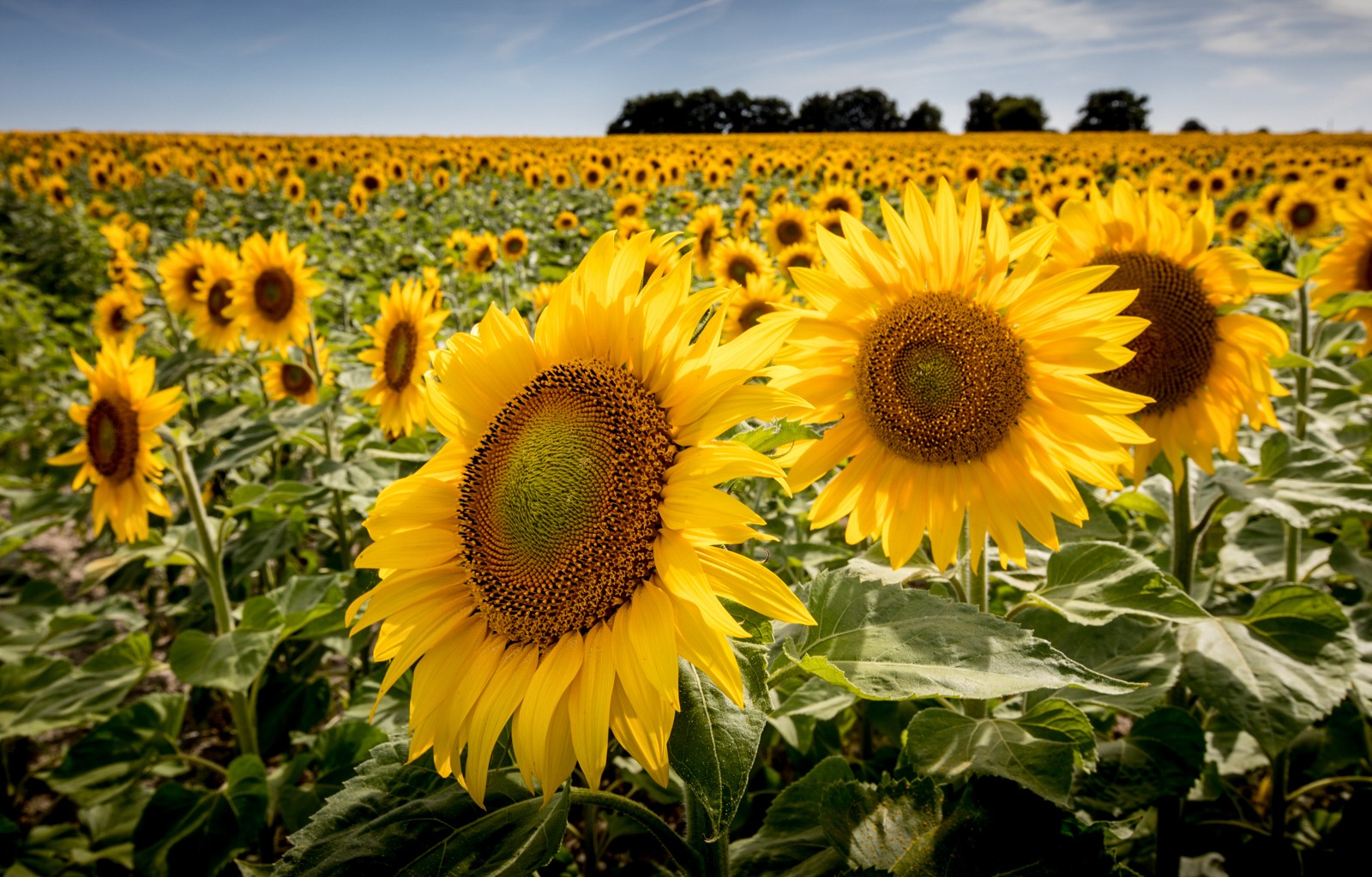 Zámky na Loiře 2020 - Ladislav Hanousek, Zámky na Loiře 2020
