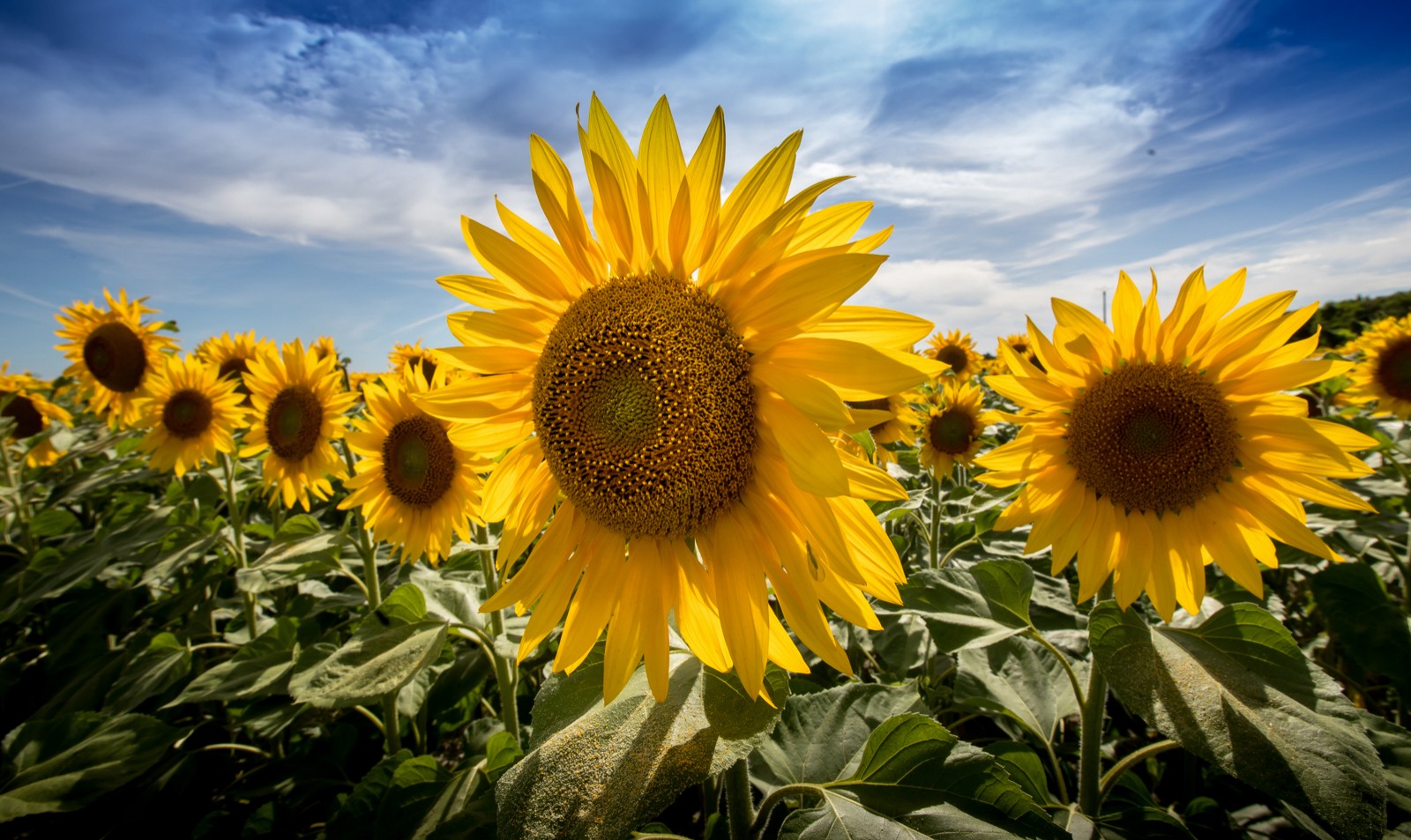 Zámky na Loiře 2020 - Ladislav Hanousek, Zámky na Loiře 2020